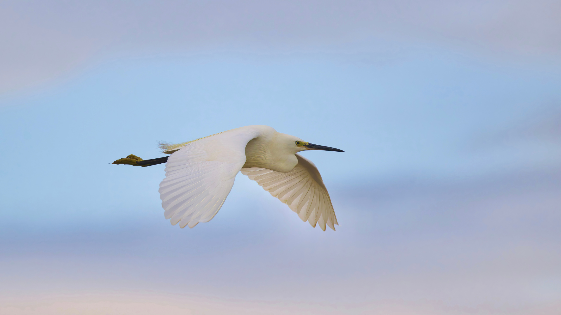 about egrets